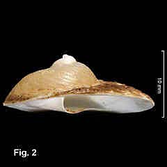 4019-1.JPG (68006 bytes)