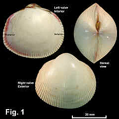 8170-1.jpg (689334 bytes)