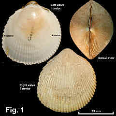 8173-1.jpg (721135 bytes)