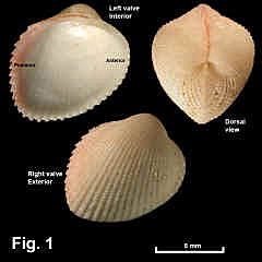 8185-1.jpg (560144 bytes)