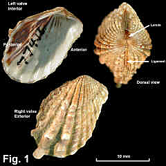 8064-1.jpg (784659 bytes)