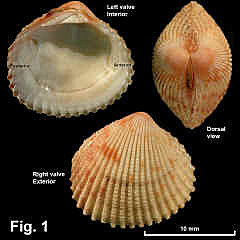 8070-1.jpg (858525 bytes)