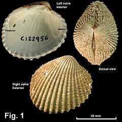 8076-1.jpg (744749 bytes)