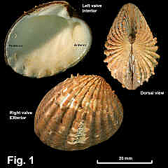 8080-1.jpg (899300 bytes)