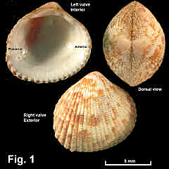 8083-1.jpg (877503 bytes)