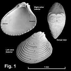 8125-1.jpg (362905 bytes)