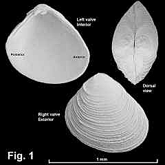 8128-1.jpg (442042 bytes)