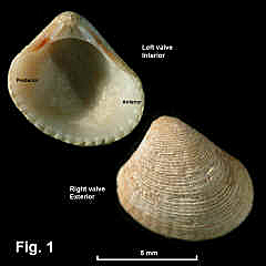 8131-1.jpg (579728 bytes)