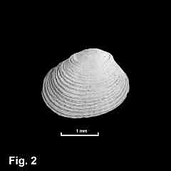 8133-1.jpg (194841 bytes)