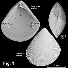 8137-1.jpg (526184 bytes)