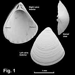 8141-1.jpg (372602 bytes)