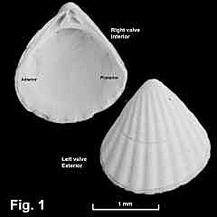 8144-1.jpg (308728 bytes)