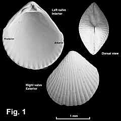 8146-1.jpg (337882 bytes)