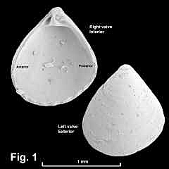 8149-1.jpg (335412 bytes)