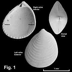 8151-1.jpg (351966 bytes)