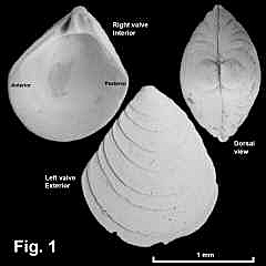 8154-1.jpg (357240 bytes)