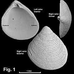 8157-1.jpg (471032 bytes)