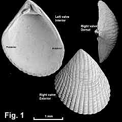 8163-1.jpg (403073 bytes)