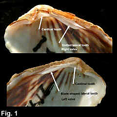 8166-1.jpg (671471 bytes)