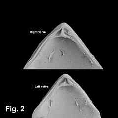 8167-1.jpg (256388 bytes)