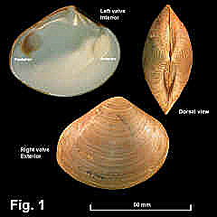 8091-1.jpg (579622 bytes)