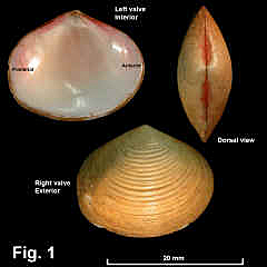 8094-1.jpg (636411 bytes)