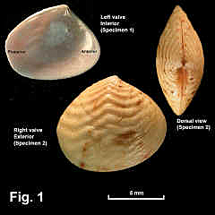 8106-1.jpg (687101 bytes)