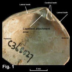 8109-1.jpg (968928 bytes)