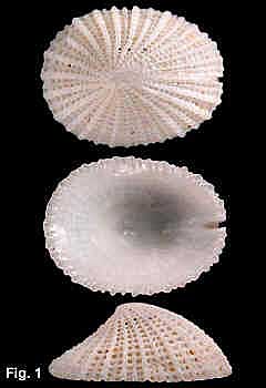 1094-1.jpg (105885 bytes)