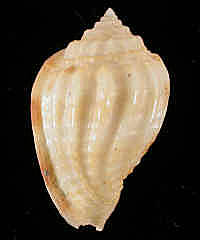 1730-2.JPG (80679 bytes)