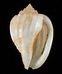 1731-2.JPG (69074 bytes)