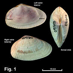 8190-1.jpg (550626 bytes)