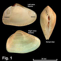 8193-1.jpg (651610 bytes)