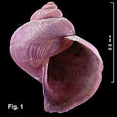 4234-1.jpg (83704 bytes)