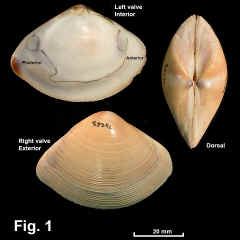 8201-1.jpg (663899 bytes)