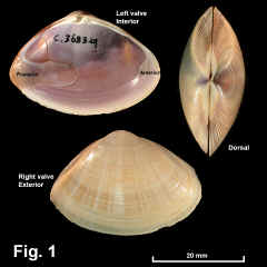 8204-1.jpg (667479 bytes)