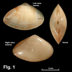 8208-1.jpg (628624 bytes)