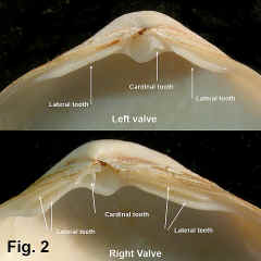 8220-1.jpg (1019538 bytes)