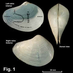 8229-1.jpg (612681 bytes)