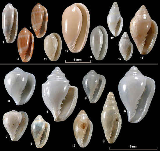 marginellidae_plate_2.JPG (541870 bytes)