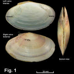 8327-1.jpg (587298 bytes)