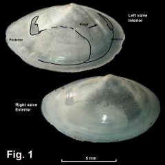 8288-1.jpg (561351 bytes)