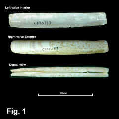 8244-1.jpg (518152 bytes)