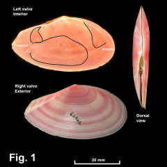 8250-1.jpg (550061 bytes)