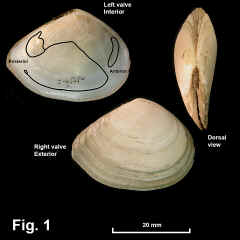 8257-1.jpg (590124 bytes)