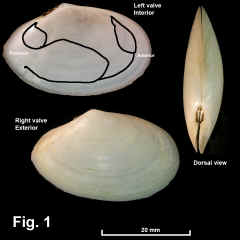 8266-1.jpg (550744 bytes)