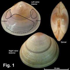 8276-1.jpg (692475 bytes)