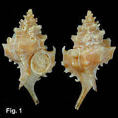 0156-1.jpg (107972 bytes)