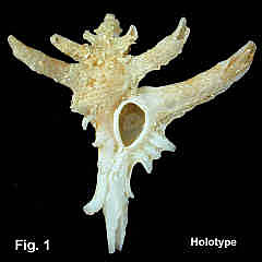 0161-1.jpg (100924 bytes)