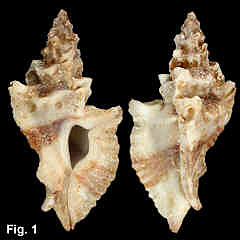 5046-1.jpg (187789 bytes)